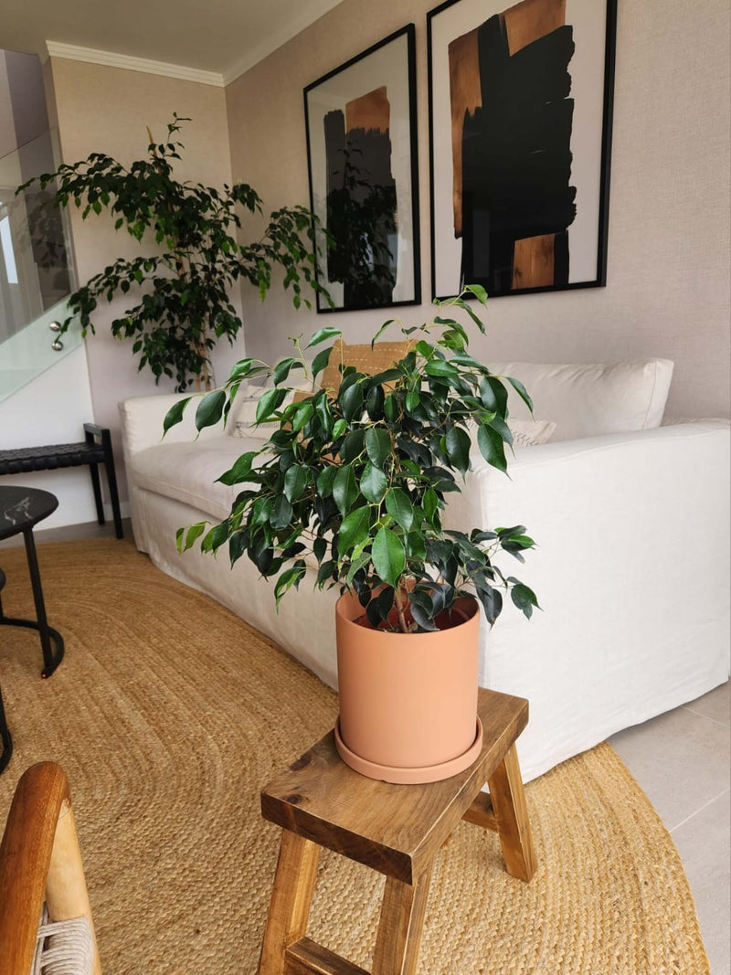 Ficus Benjamina Negro