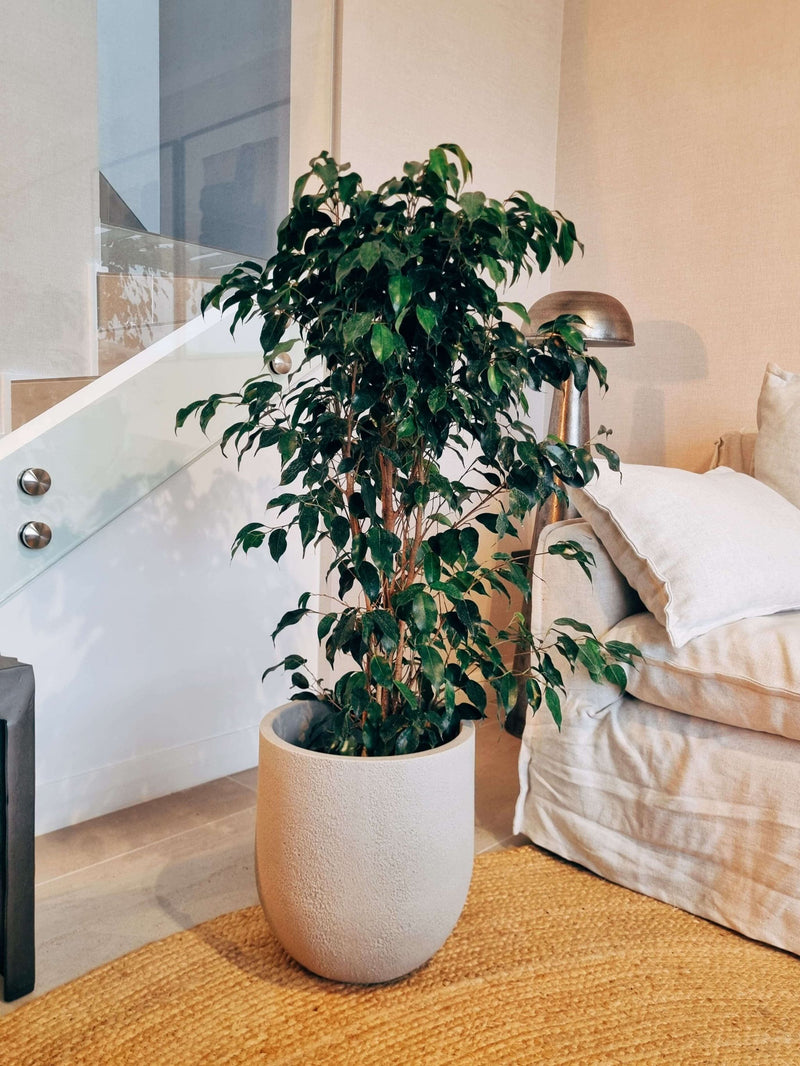 Ficus Benjamina XL + Macetero Bruma - Elige tu color