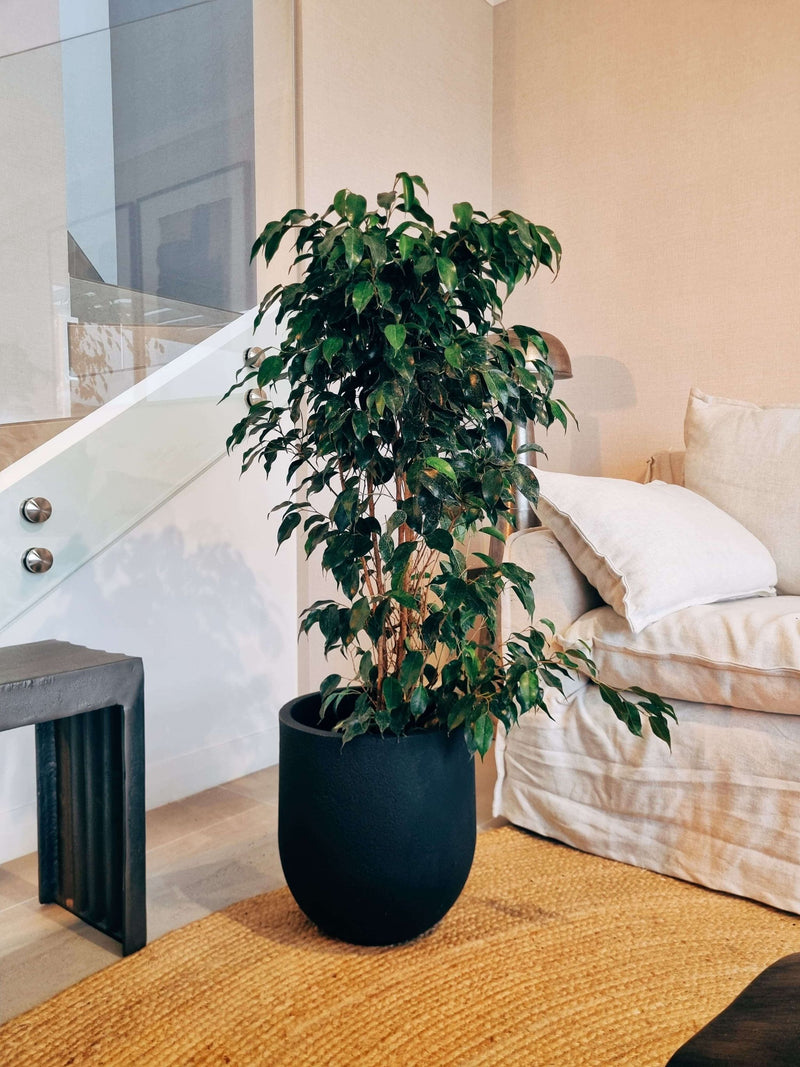 Ficus Benjamina XL + Macetero Bruma - Elige tu color