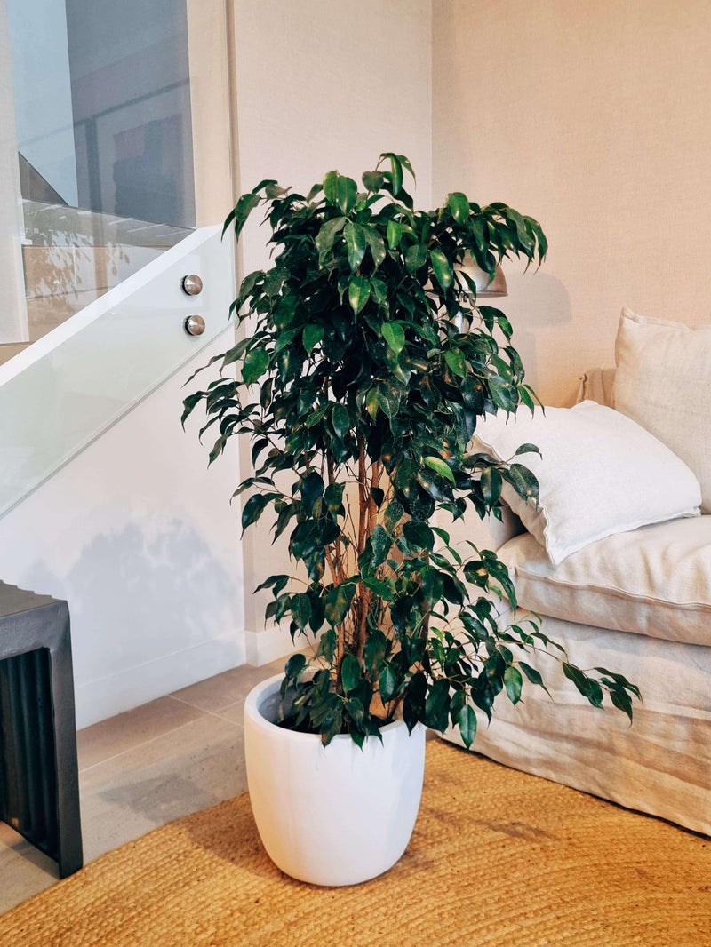 Ficus Benjamina Negro XL