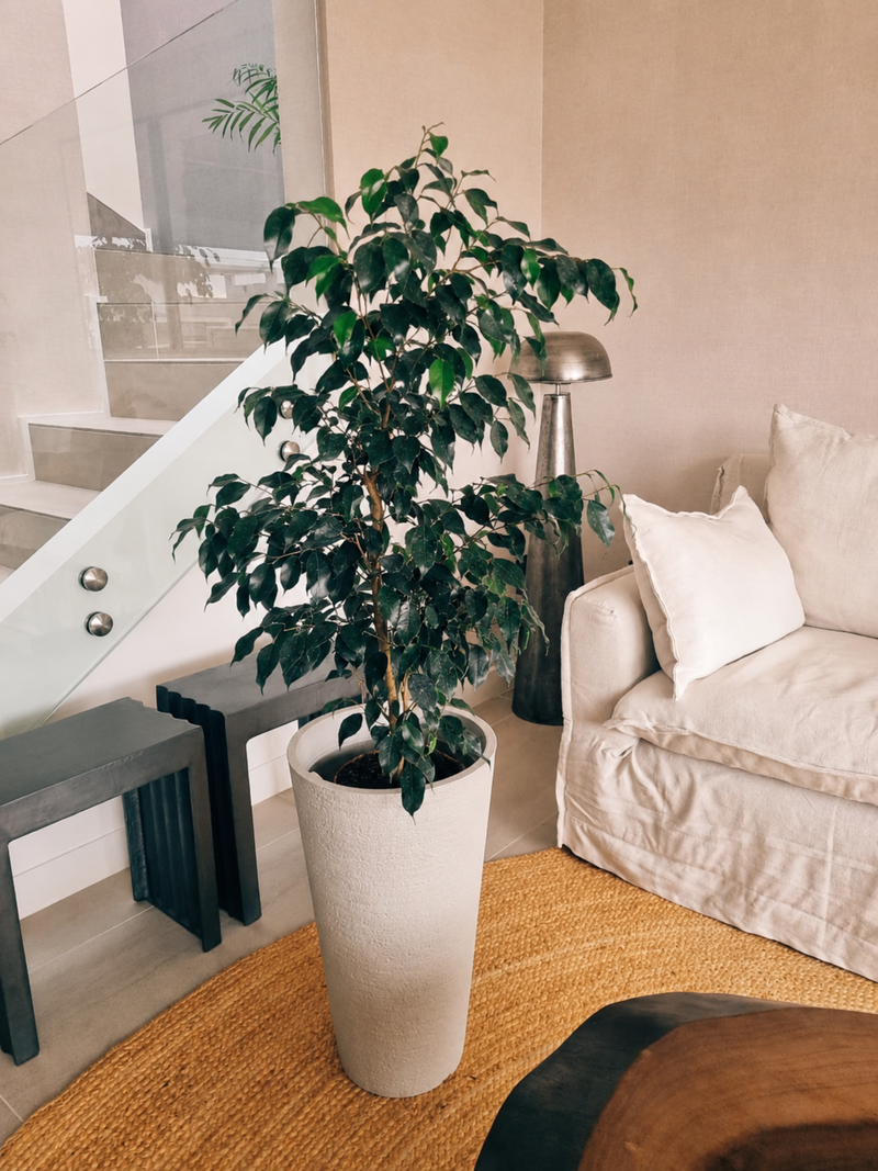 Ficus Benjamina XL + Macetero Torre - Elige tu color