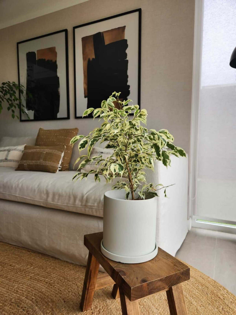 Ficus Benjamina Blanco