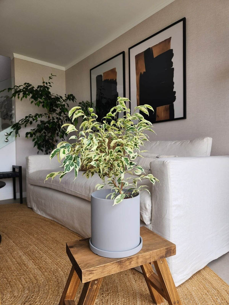 Ficus Benjamina Blanco