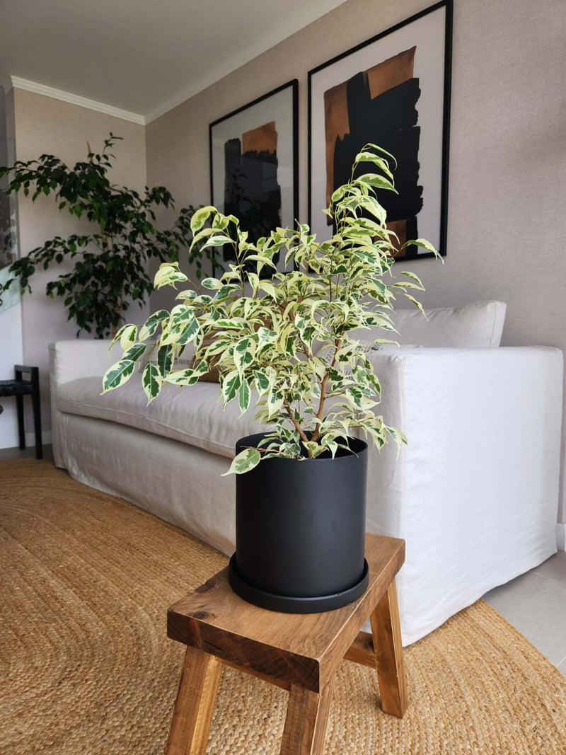 Ficus Benjamina Blanco