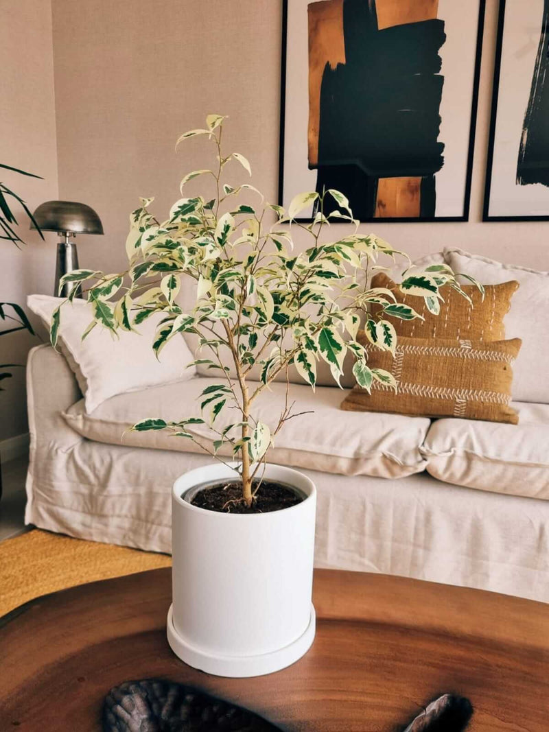 Ficus Benjamina Blanco + Macetero Nórdico - Elige tu color