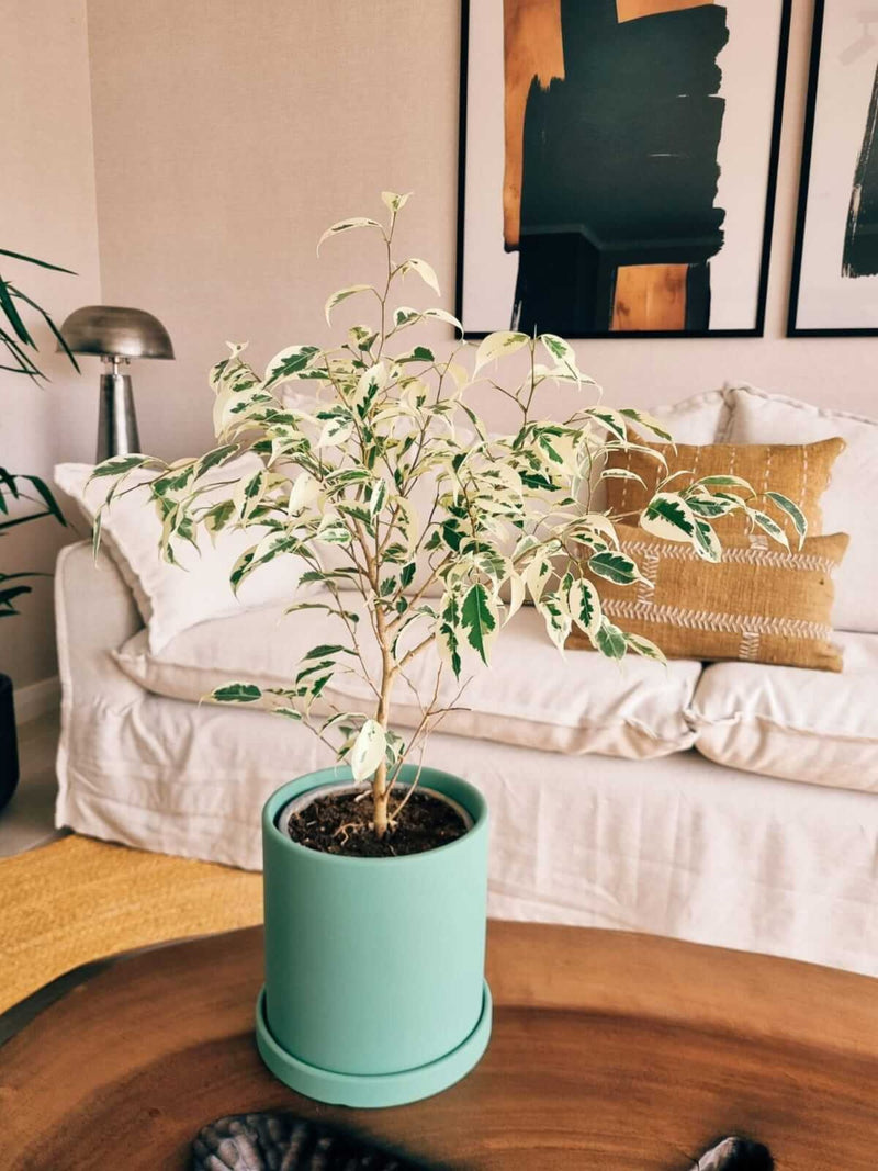Ficus Benjamina Blanco + Macetero Nórdico - Elige tu color