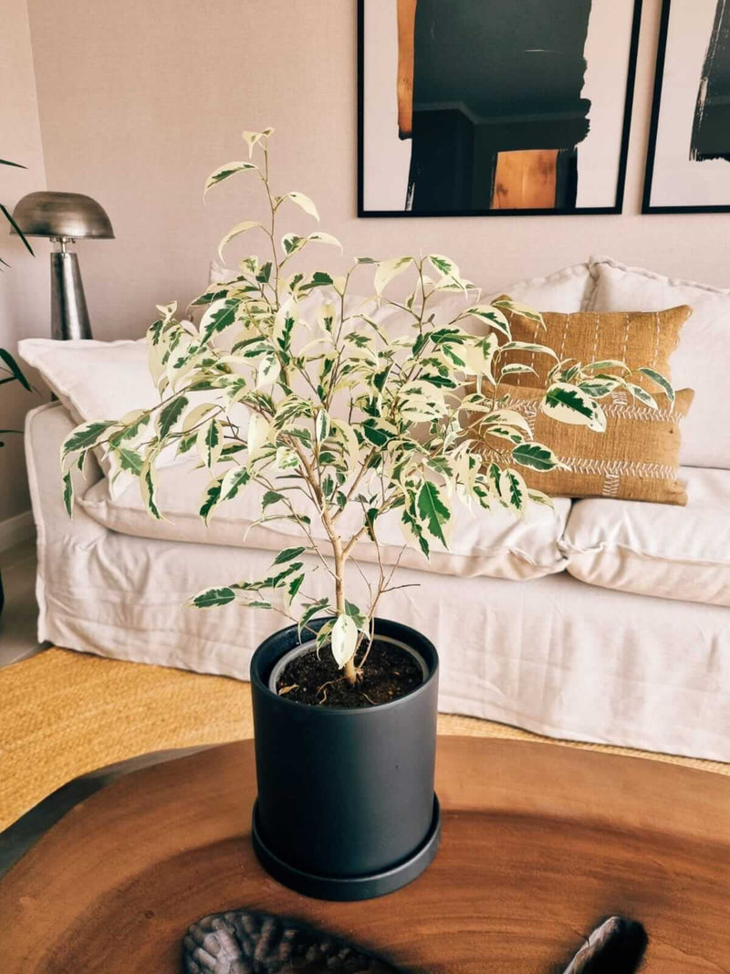 Ficus Benjamina Blanco + Macetero Nórdico - Elige tu color