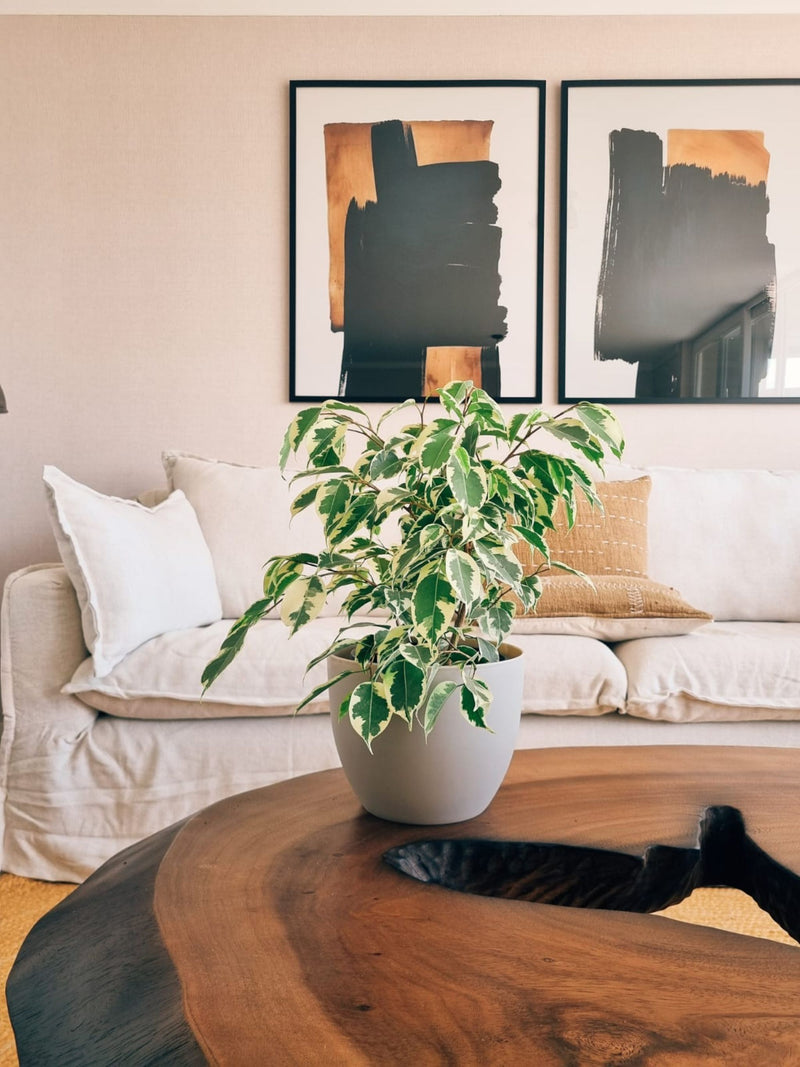 Ficus Benjamina Blanco + Macetero Cuenco - Elige tu color