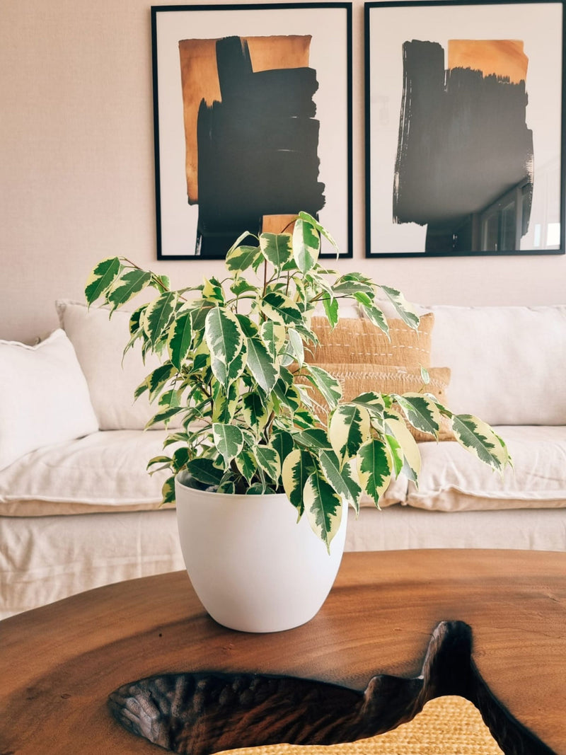 Ficus Benjamina Blanco + Macetero Cuenco - Elige tu color