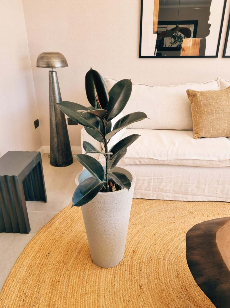 Ficus Burgundy XL + Macetero Torre - Elige tu color