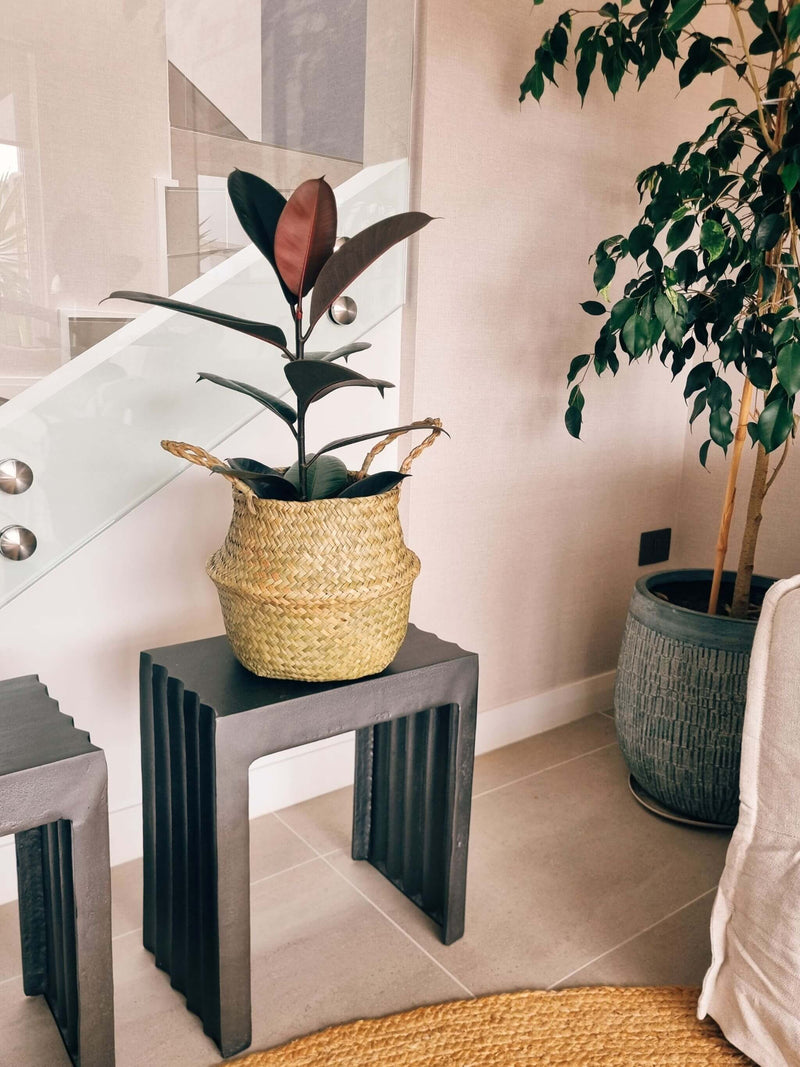 Ficus Burgundy + Canasto - Elige el que más te guste