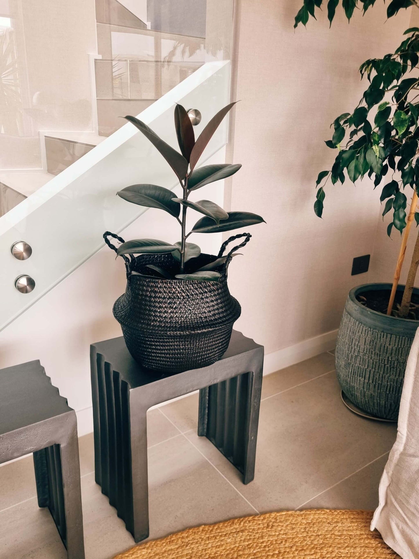 Ficus Burgundy + Canasto - Elige el que más te guste