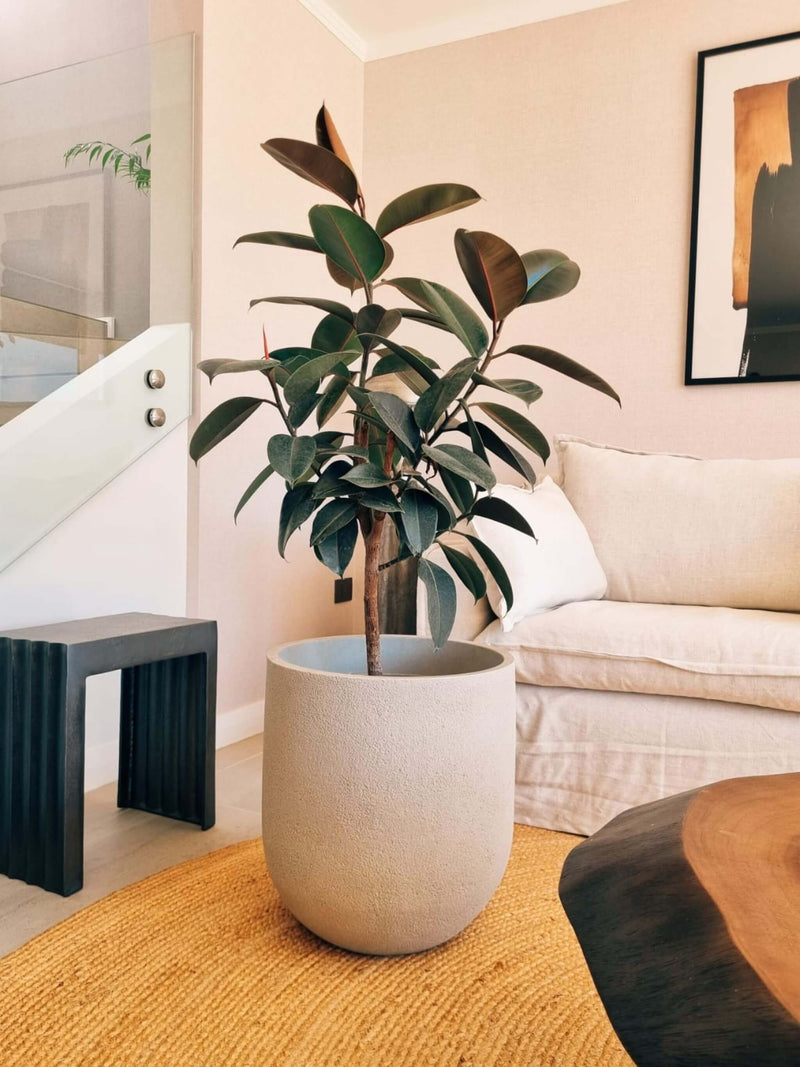 Ficus Burgundy XXL + Macetero Bruma - Elige tu color