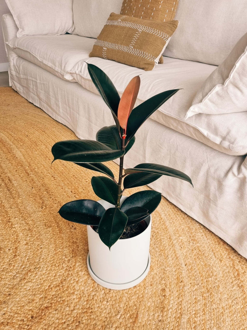 Ficus Burgundy + Macetero Nórdico - Elige tu color