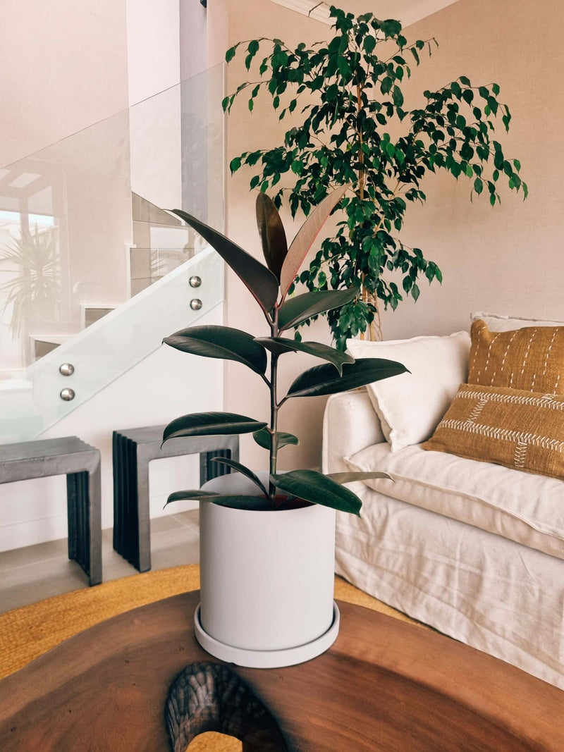 Ficus Burgundy + Macetero Nórdico - Elige tu color