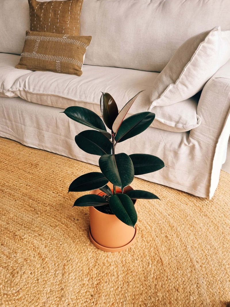 Ficus Burgundy + Macetero Nórdico - Elige tu color