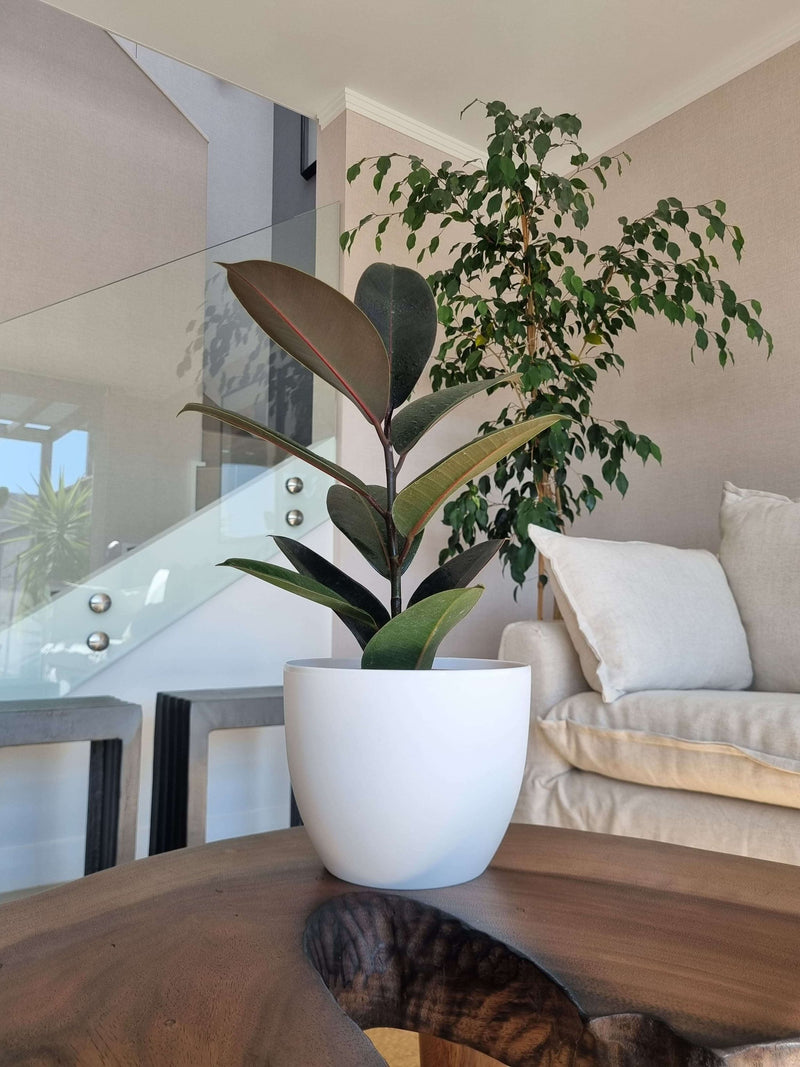 Ficus Burgundy + Macetero Cuenco - Elige tu color