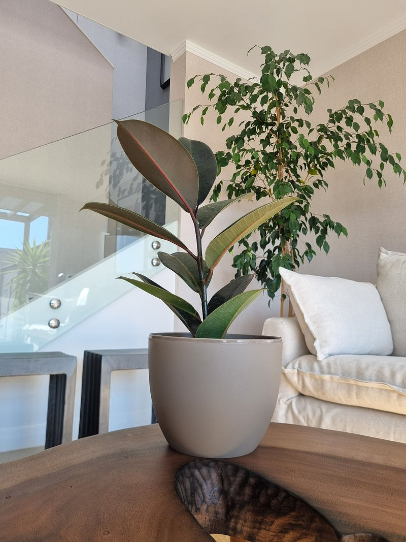 Ficus Burgundy + Macetero Cuenco - Elige tu color