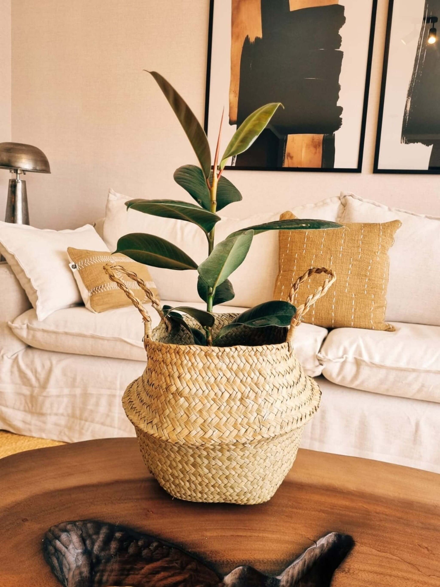 Ficus Lemon