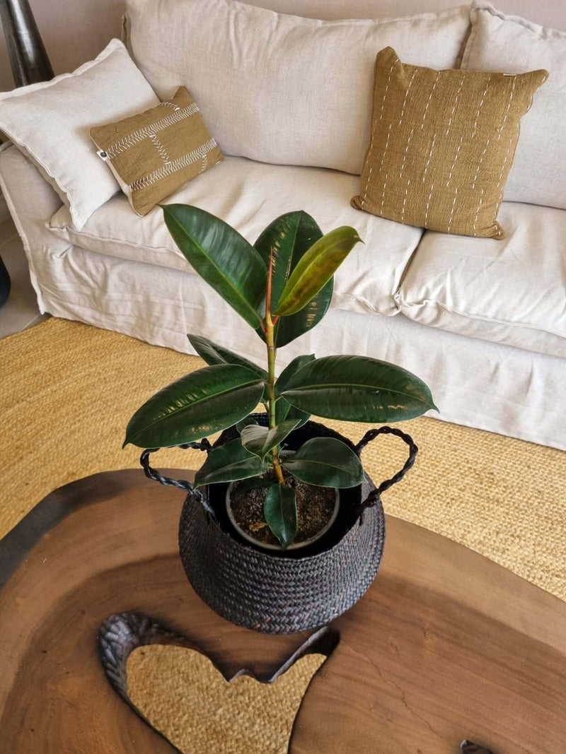 Ficus Lemon