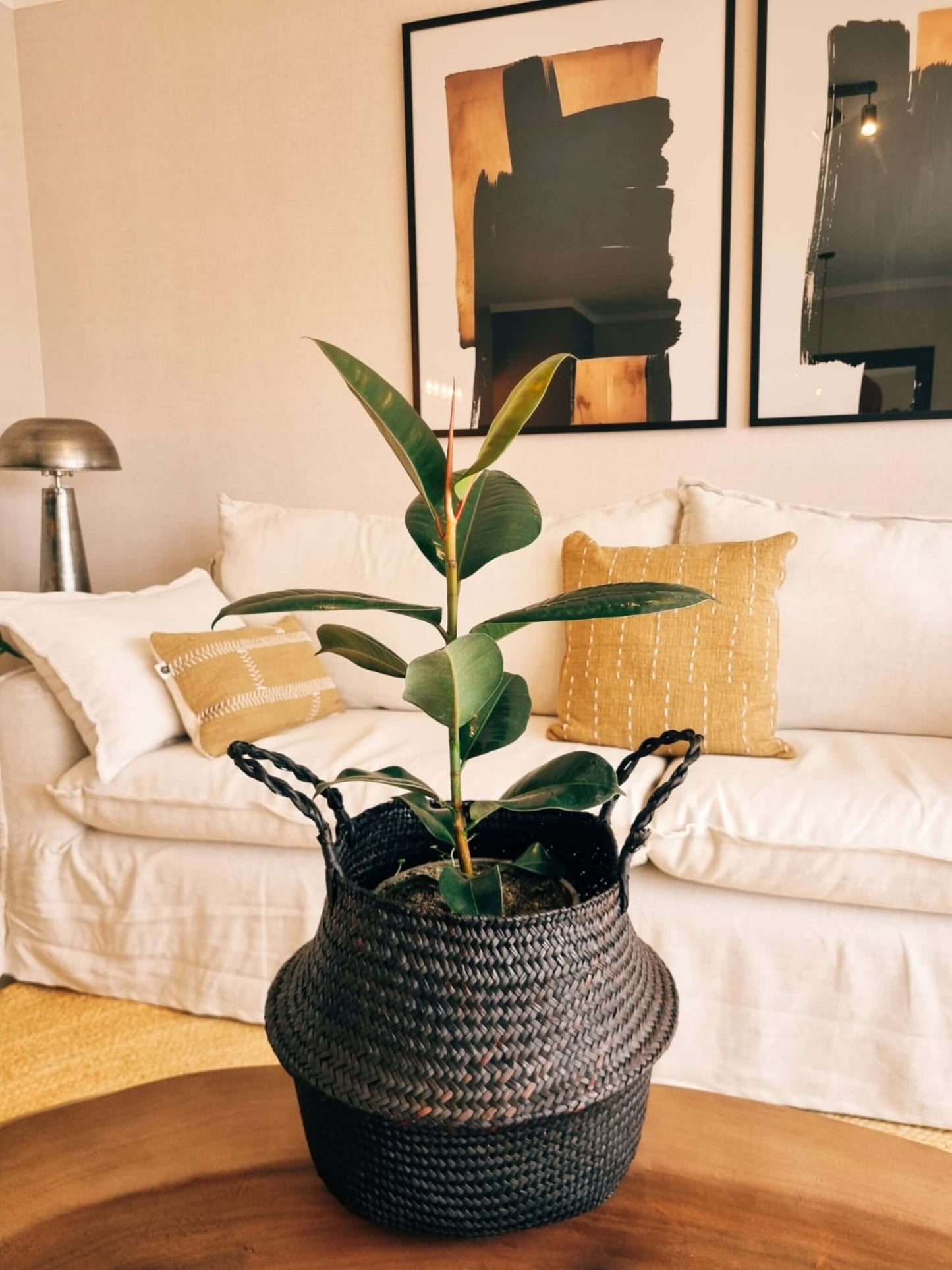 Ficus Lemon