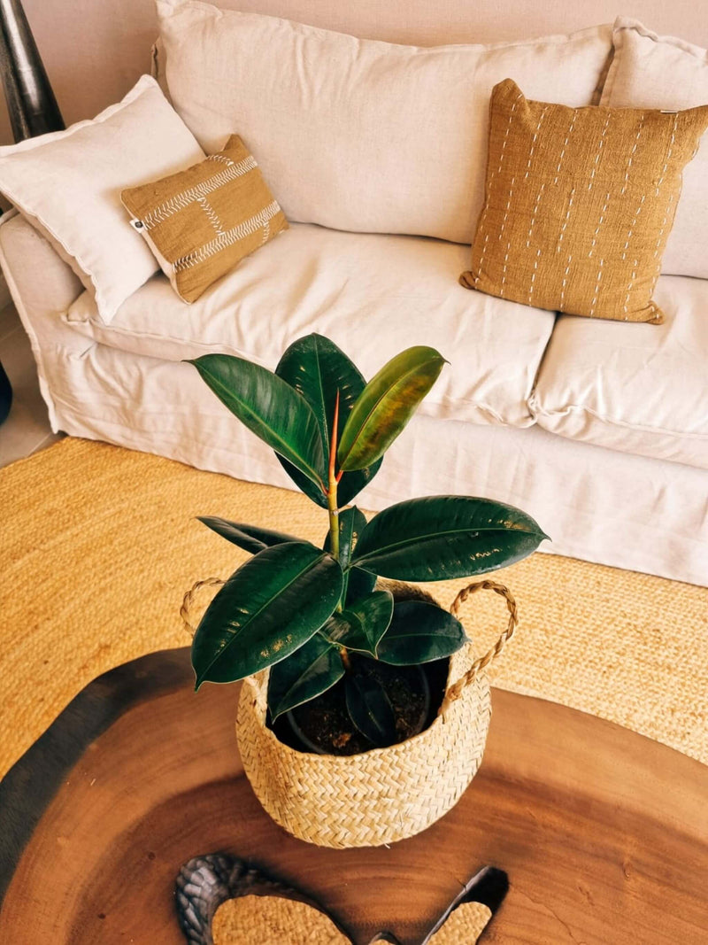 Ficus Lemon