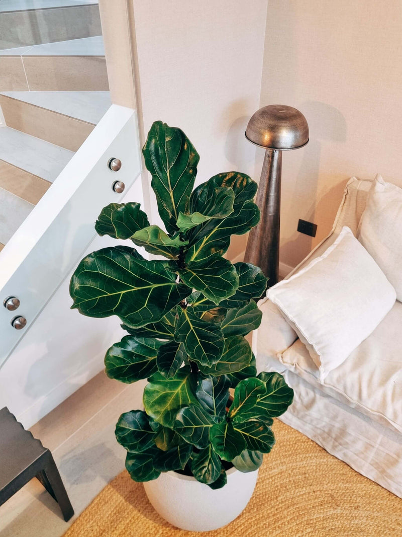 Ficus Lyrata XXXL + Macetero Bruma - Elige tu color