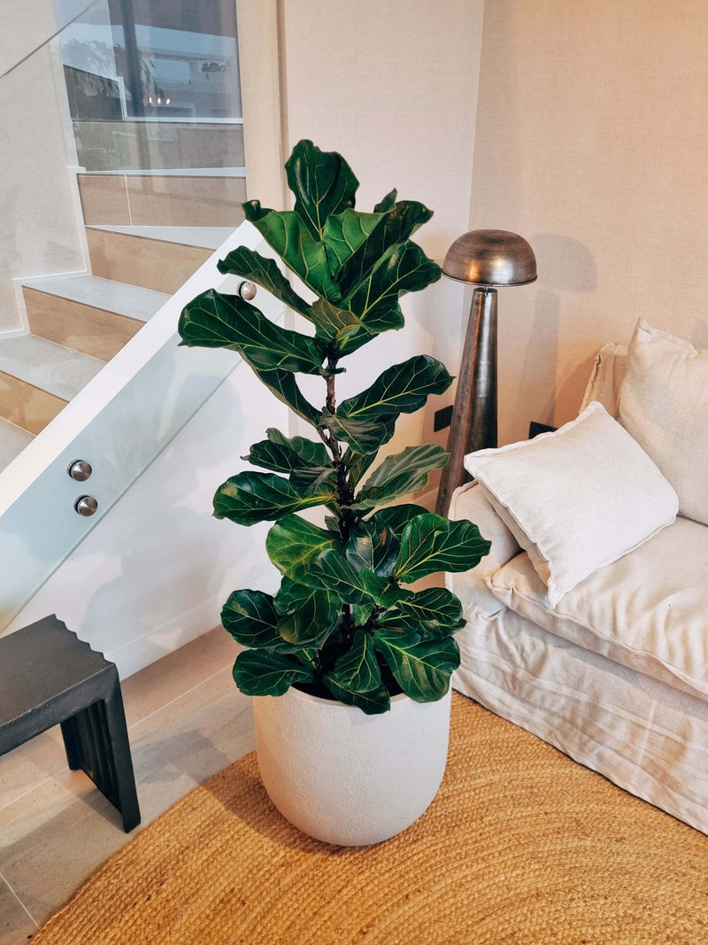 Macetero Bruma Arena (44 x47 cm)