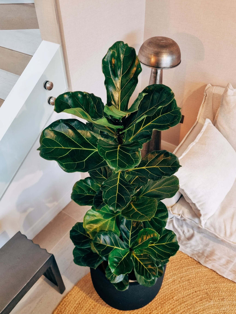 Ficus Lyrata XXXL + Macetero Bruma - Elige tu color