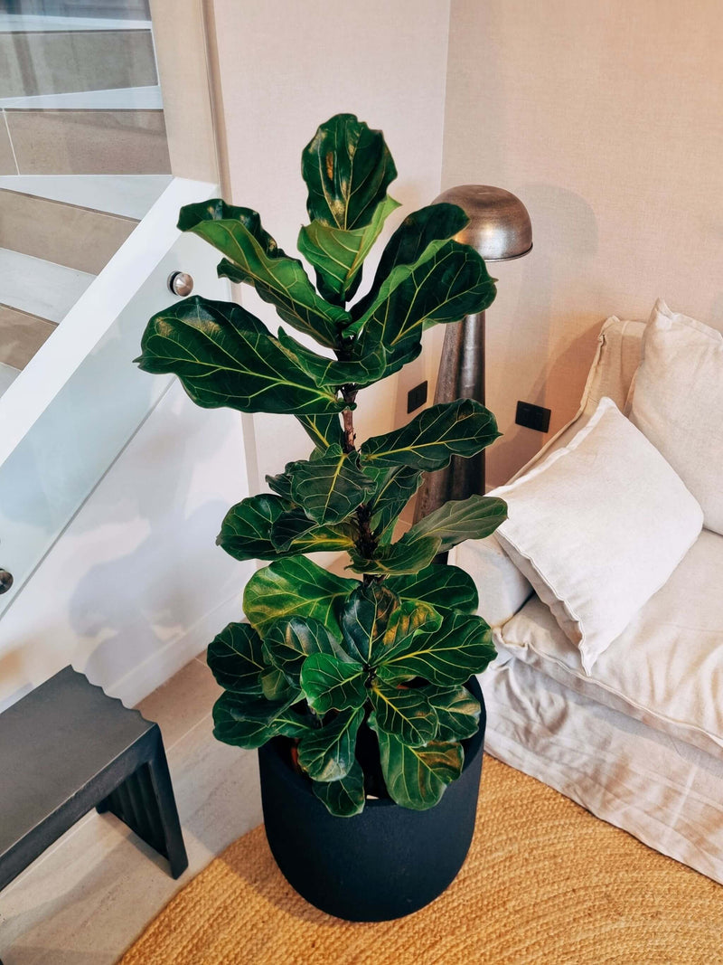Ficus Lyrata XXXL + Macetero Bruma - Elige tu color