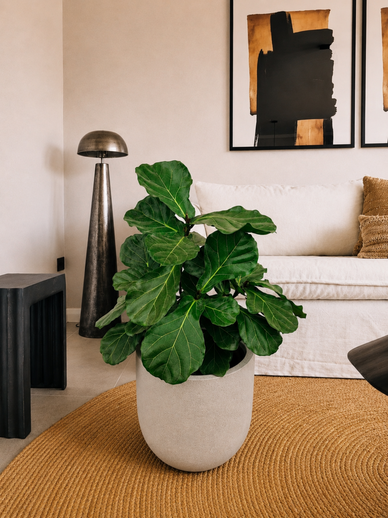Ficus Lyrata Ramnificado XXL + Macetero Bruma - Elige tu color