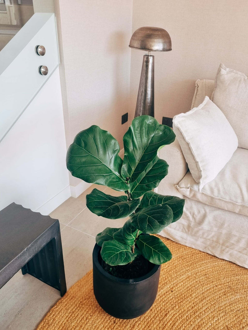 Ficus Lyrata XXL