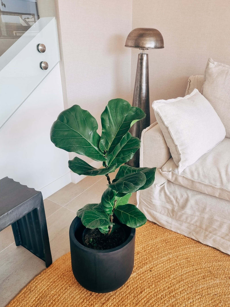 Ficus Lyrata XXL + Macetero Tempo - Elige tu color