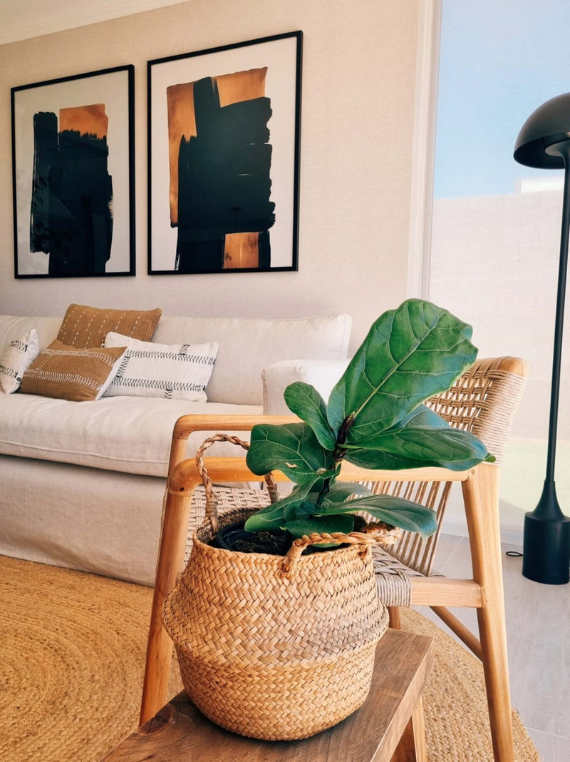Ficus Lyrata en canasto