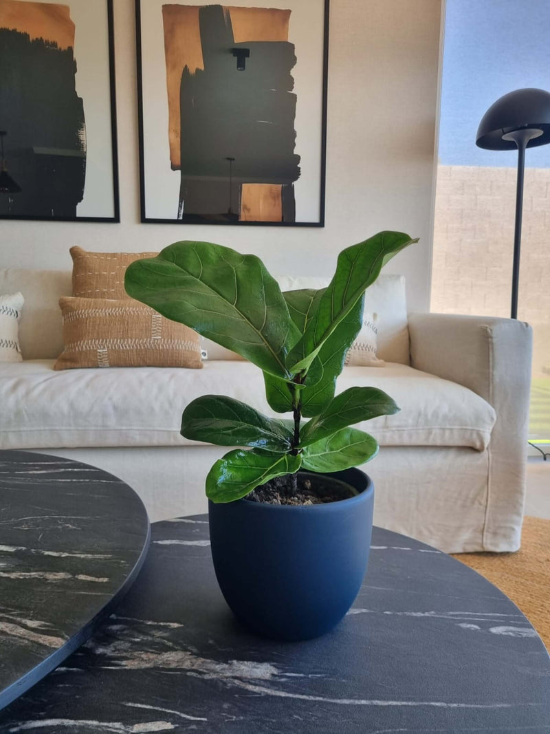 Ficus Lyrata M + Macetero Bowl - Elige tu color