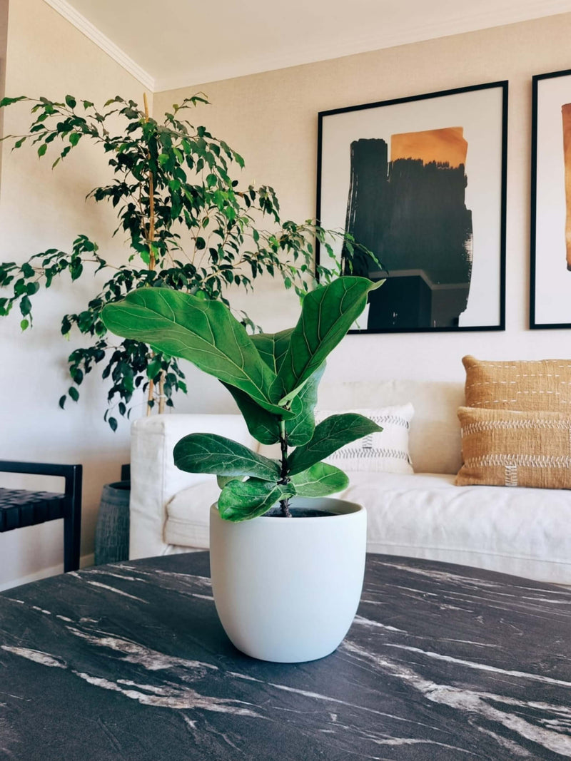 Ficus Lyrata M + Macetero Bowl - Elige tu color