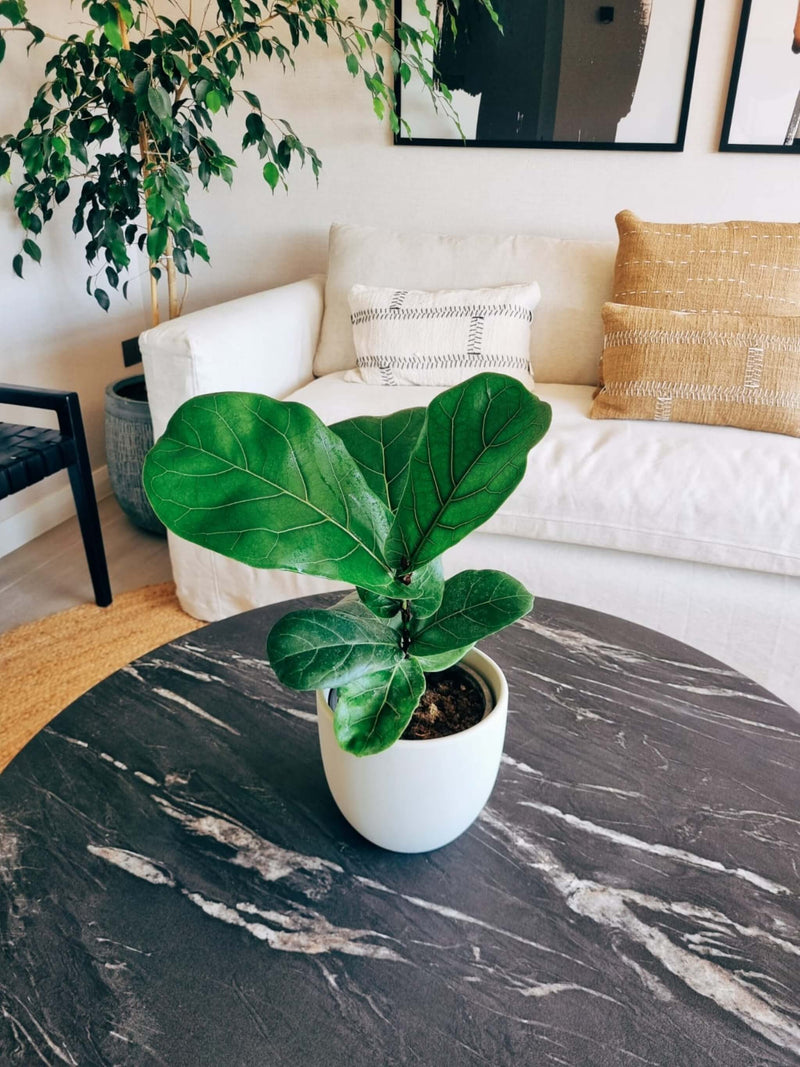 Ficus Lyrata M + Macetero Bowl - Elige tu color