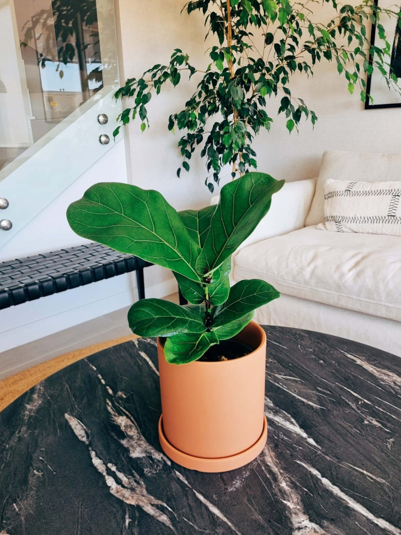 Ficus Lyrata M + Macetero Nordico - Elige tu color