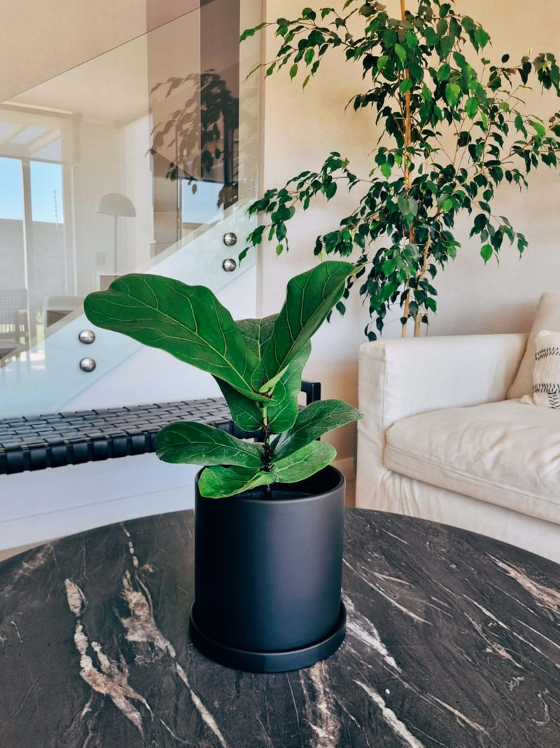 Ficus Lyrata M + Macetero Nordico - Elige tu color