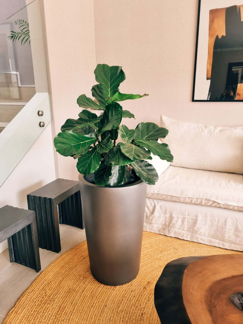 Ficus Lyrata Ramnificado XXL