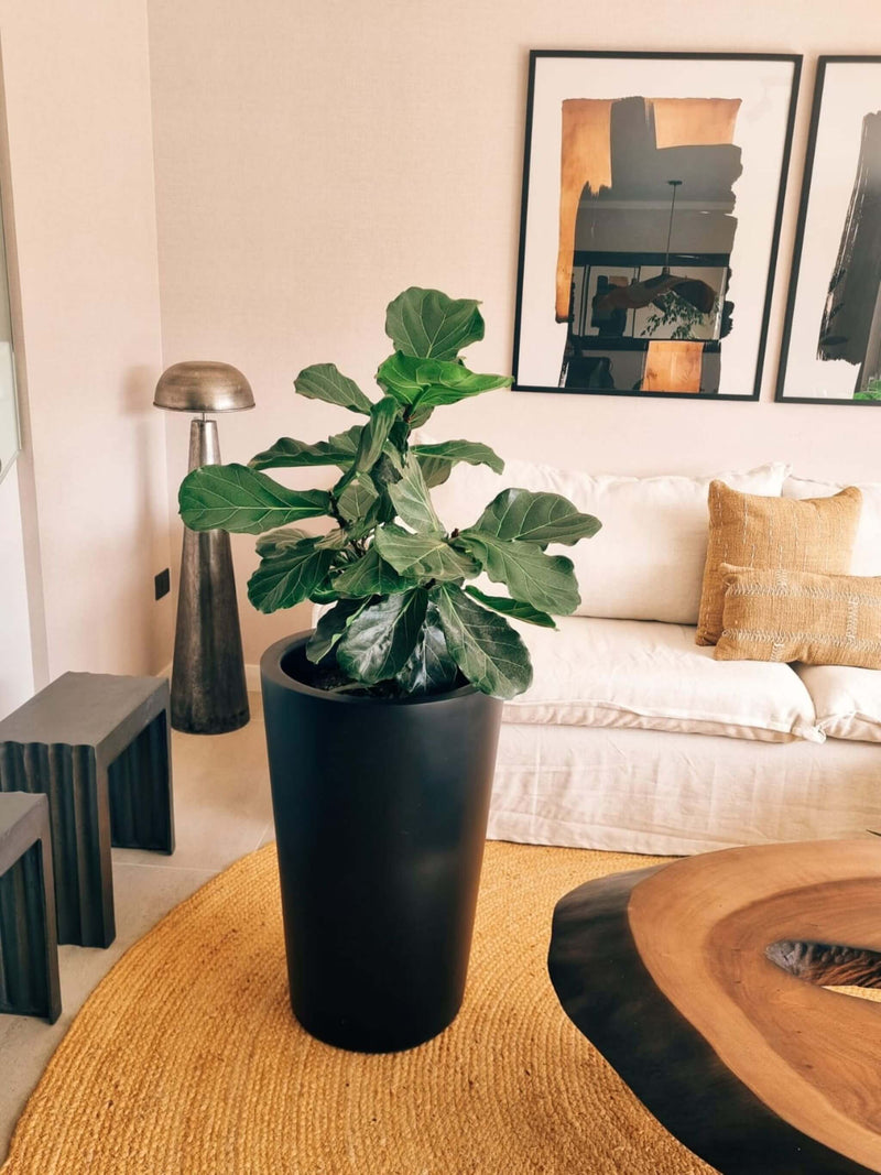Ficus Lyrata Ramnificado XXL