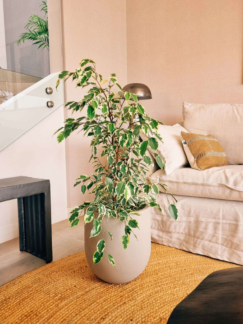 Ficus Benjamina Variegado XL + Macetero Bruma - Elige tu color