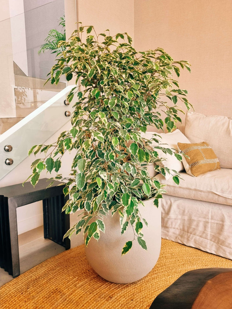 Ficus Benjamina Variegado XXL