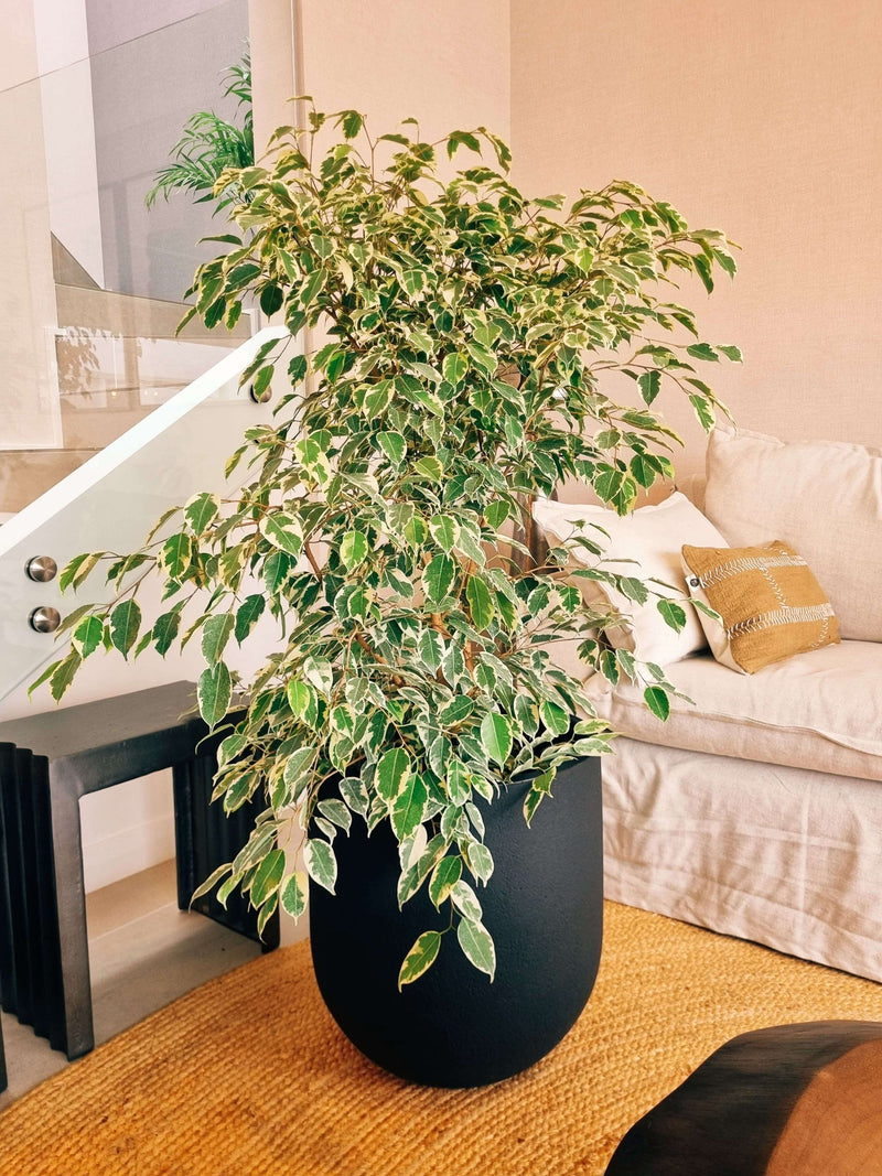 Ficus Benjamina Variegado XXL