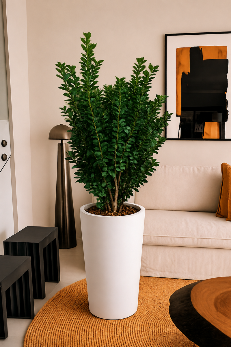Ficus Moclamé XXL + Macetero Autorregante Alto- Elige tu color