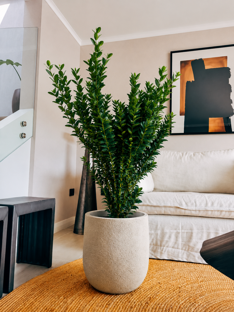 Ficus Moclamé XXL + Macetero Bruma - Elige tu color