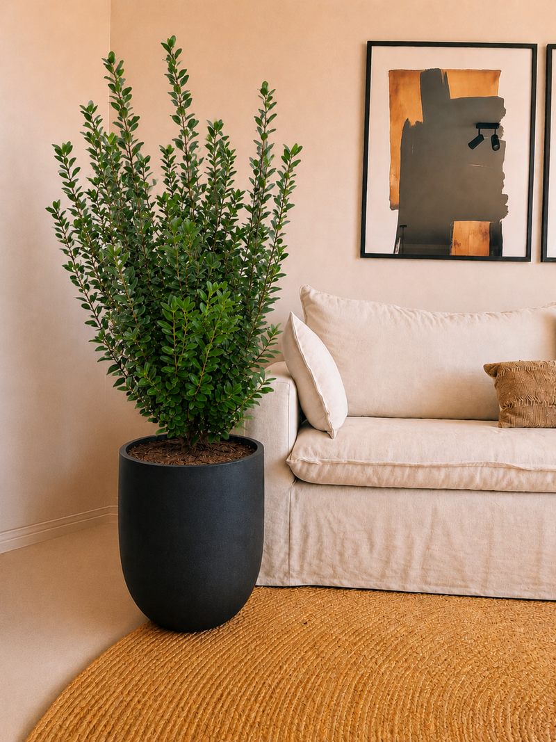 Ficus Moclamé XXL + Macetero Bruma - Elige tu color