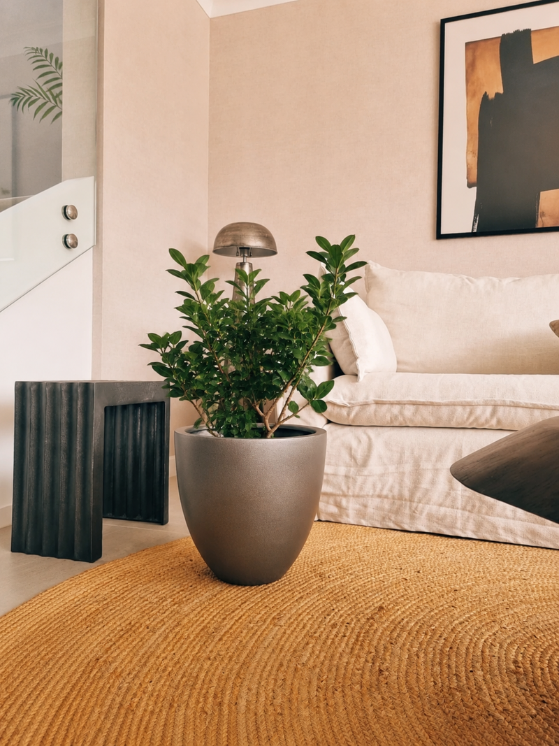 Ficus Moclame XL + Macetero Autorregante Origen - Elige tu color