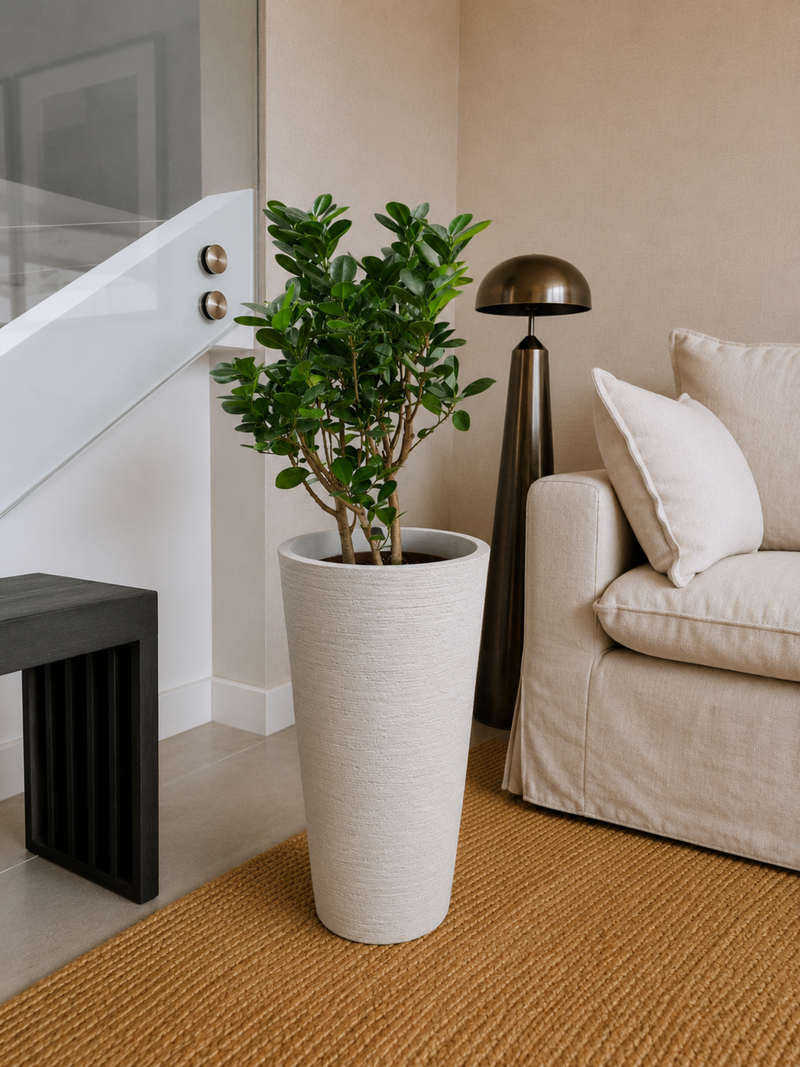 Ficus Moclamé XL + Macetero Torre - Elige tu color