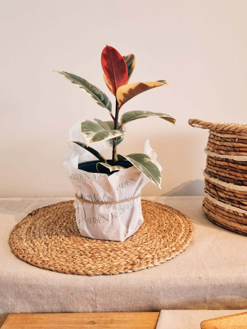 Ficus Pink Tineke para regalo